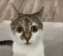balongis balongis
