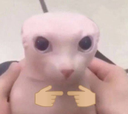 Bingus_timido Discord emoji