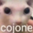 Bingus_cojone Discord emoji
