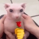 Bingus_rosa Discord emoji