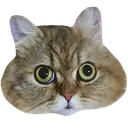chapojudgement