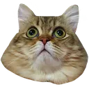 chapofrog