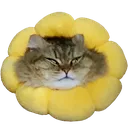 chapoflower