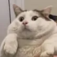 gatoChonker gatoChonker