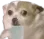 doggosip