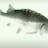 fishspin