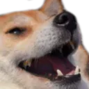 dogkek dogkek