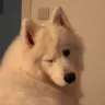 Wonk