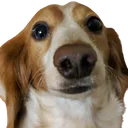 PotatoDieselCurious