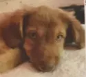 weenie