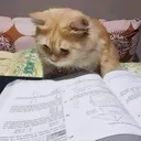 QueEstudioso