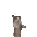 catHop