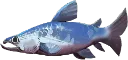 silversalmon