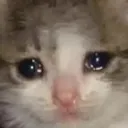Cat_Cry1 Discord Emoji