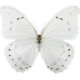 z_whitebutterfly Discord emoji
