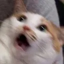 ahhhcat