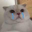 CatCrying