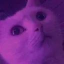 CatElsa Discord Emoji