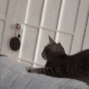 Cat Wut cat_wut Discord Emoji