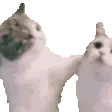 catahomiecat