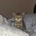 awakencat awakencat