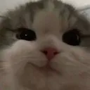 TAZCAT TAZCAT