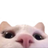 catpeek Discord emoji
