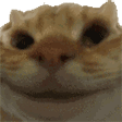 Catyes CatYes Discord Emoji