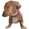 3WhatTheDogDoing