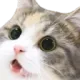 Cat_Huh_001