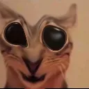 distorted_omgcat