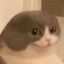 NHM_cat Discord emoji