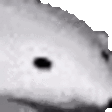 oso