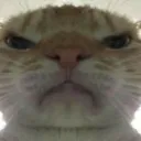 Catmad catmad Discord Emoji