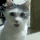 NHM_OoO Discord emoji