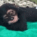 monkeyCHILL Discord emoji