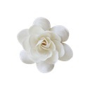 w_rosa Discord emoji