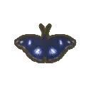 BlueMoonButterfly