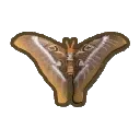 HerculesMoth