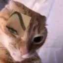 dwaynethecat