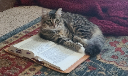 BIBLECAT Discord emoji