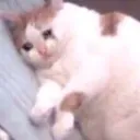catsob catsob