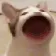 catblop