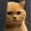BL_catangry Discord emoji