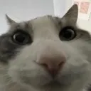 CAT CAT