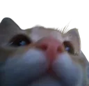 catStare