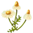 chamomile