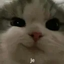 AT_CatPirat Discord Emoji