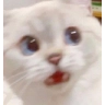 catWaitWhat Discord emoji