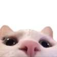 catPeek Discord emoji